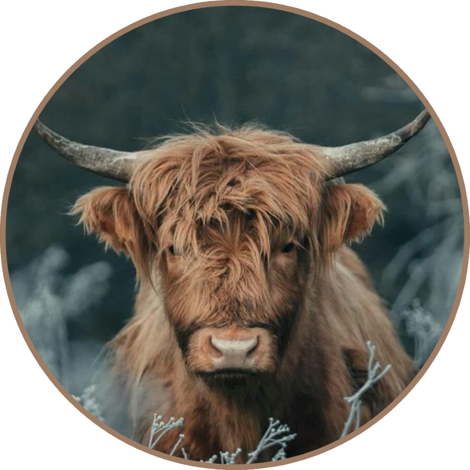 Highland Cow Freshie